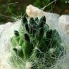 Austrocylindropuntia_ floccosa _KK393_ 07